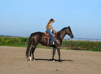 Caballo cuarto de milla, Caballo castrado, 5 años, 163 cm, Negro