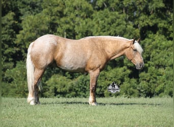 Caballo cuarto de milla, Caballo castrado, 5 años, 163 cm, Palomino