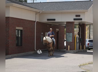 Caballo cuarto de milla, Caballo castrado, 5 años, 163 cm, Palomino