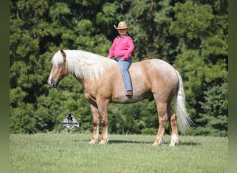 Caballo cuarto de milla, Caballo castrado, 5 años, 163 cm, Palomino