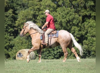 Caballo cuarto de milla, Caballo castrado, 5 años, 163 cm, Palomino
