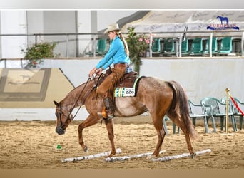 Caballo cuarto de milla, Caballo castrado, 5 años, 163 cm, Ruano alazán