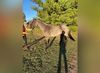 Caballo cuarto de milla, Caballo castrado, 5 años, 163 cm, Ruano azulado