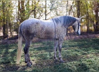 Caballo cuarto de milla, Caballo castrado, 5 años, 163 cm, Tordo