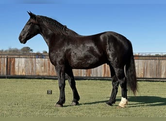 Caballo cuarto de milla, Caballo castrado, 5 años, 173 cm, Negro