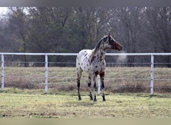 Caballo cuarto de milla, Caballo castrado, 5 años, Alazán