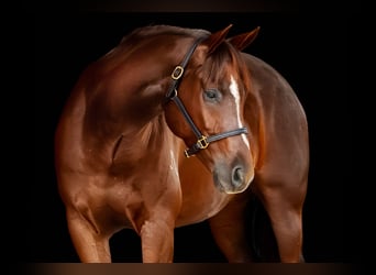 Caballo cuarto de milla, Caballo castrado, 5 años, Alazán rojizo