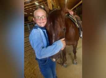 Caballo cuarto de milla, Caballo castrado, 5 años, Alazán rojizo