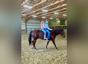 Caballo cuarto de milla, Caballo castrado, 5 años, Alazán rojizo