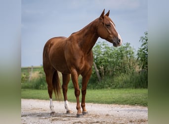 Caballo cuarto de milla, Caballo castrado, 5 años, Alazán rojizo