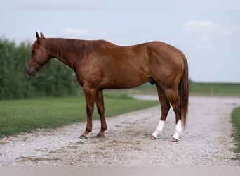 Caballo cuarto de milla, Caballo castrado, 5 años, Alazán rojizo