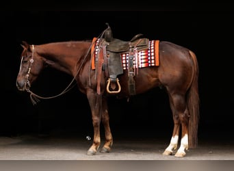 Caballo cuarto de milla, Caballo castrado, 5 años, Alazán rojizo