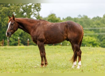 Caballo cuarto de milla, Caballo castrado, 5 años, Alazán rojizo