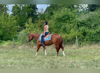Caballo cuarto de milla, Caballo castrado, 5 años, Alazán rojizo