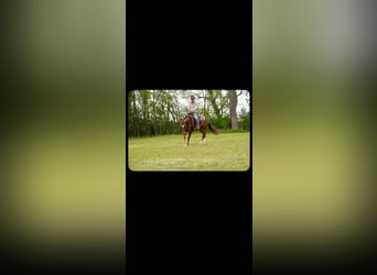 Caballo cuarto de milla, Caballo castrado, 5 años, Alazán rojizo