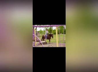 Caballo cuarto de milla, Caballo castrado, 5 años, Alazán rojizo
