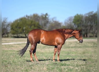 Caballo cuarto de milla, Caballo castrado, 5 años, Alazán rojizo