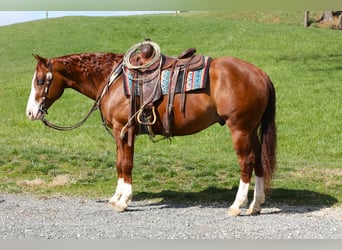 Caballo cuarto de milla, Caballo castrado, 5 años, Alazán-tostado