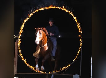 Caballo cuarto de milla, Caballo castrado, 5 años, Alazán-tostado