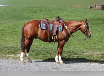 Caballo cuarto de milla, Caballo castrado, 5 años, Alazán-tostado