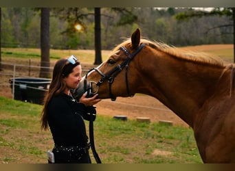 Caballo cuarto de milla, Caballo castrado, 5 años, Alazán-tostado