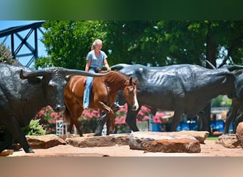 Caballo cuarto de milla, Caballo castrado, 5 años, Alazán-tostado