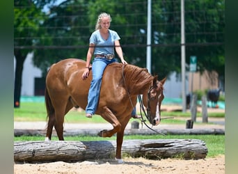 Caballo cuarto de milla, Caballo castrado, 5 años, Alazán-tostado