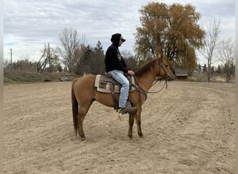 Caballo cuarto de milla, Caballo castrado, 5 años, Bayo