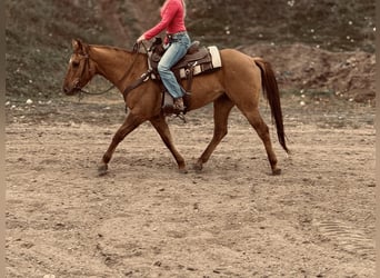 Caballo cuarto de milla, Caballo castrado, 5 años, Bayo