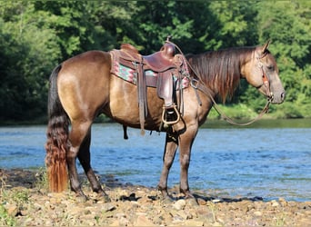 Caballo cuarto de milla, Caballo castrado, 5 años, Buckskin/Bayo