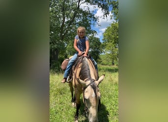 Caballo cuarto de milla, Caballo castrado, 5 años, Buckskin/Bayo