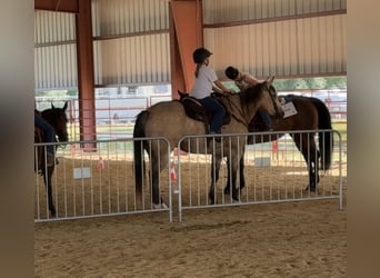 Caballo cuarto de milla, Caballo castrado, 5 años, Buckskin/Bayo