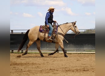 Caballo cuarto de milla, Caballo castrado, 5 años, Buckskin/Bayo