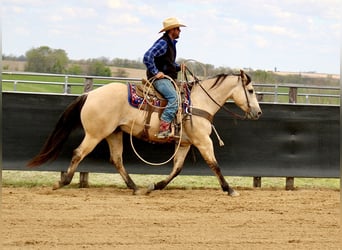 Caballo cuarto de milla, Caballo castrado, 5 años, Buckskin/Bayo
