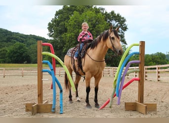Caballo cuarto de milla, Caballo castrado, 5 años, Buckskin/Bayo