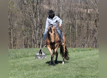 Caballo cuarto de milla, Caballo castrado, 5 años, Buckskin/Bayo