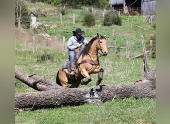 Caballo cuarto de milla, Caballo castrado, 5 años, Buckskin/Bayo