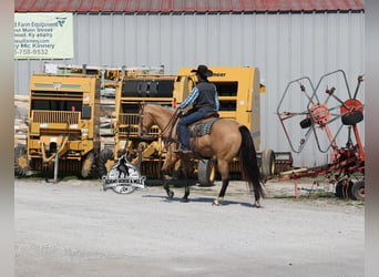 Caballo cuarto de milla, Caballo castrado, 5 años, Buckskin/Bayo