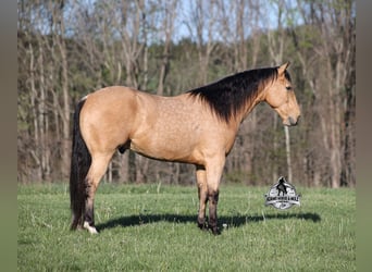Caballo cuarto de milla, Caballo castrado, 5 años, Buckskin/Bayo