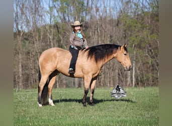 Caballo cuarto de milla, Caballo castrado, 5 años, Buckskin/Bayo