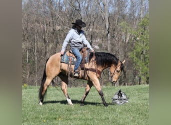 Caballo cuarto de milla, Caballo castrado, 5 años, Buckskin/Bayo