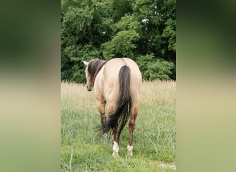 Caballo cuarto de milla, Caballo castrado, 5 años, Buckskin/Bayo