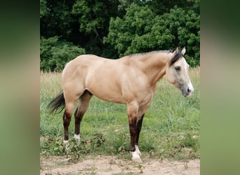 Caballo cuarto de milla, Caballo castrado, 5 años, Buckskin/Bayo