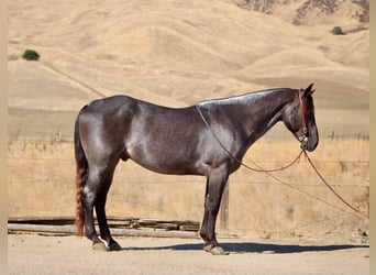 Caballo cuarto de milla, Caballo castrado, 5 años, Buckskin/Bayo