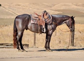 Caballo cuarto de milla, Caballo castrado, 5 años, Buckskin/Bayo