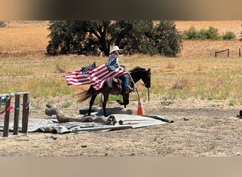 Caballo cuarto de milla, Caballo castrado, 5 años, Buckskin/Bayo