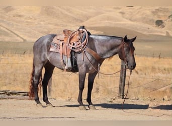 Caballo cuarto de milla, Caballo castrado, 5 años, Buckskin/Bayo
