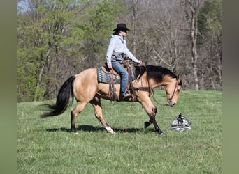 Caballo cuarto de milla, Caballo castrado, 5 años, Buckskin/Bayo
