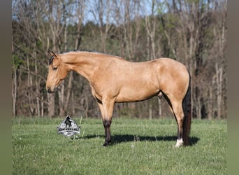 Caballo cuarto de milla, Caballo castrado, 5 años, Buckskin/Bayo