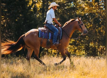 Caballo cuarto de milla, Caballo castrado, 5 años, Buckskin/Bayo